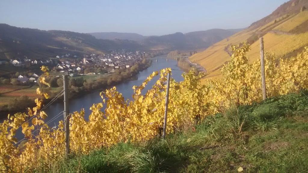 Weingut Matthias Dauns Διαμέρισμα Reil Εξωτερικό φωτογραφία