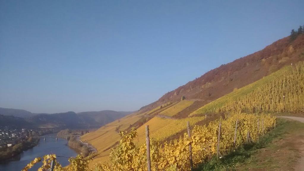 Weingut Matthias Dauns Διαμέρισμα Reil Εξωτερικό φωτογραφία