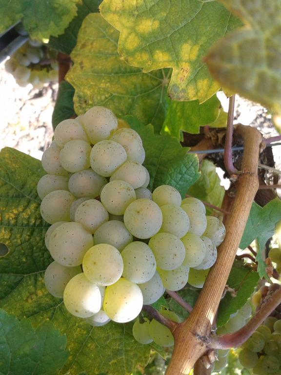 Weingut Matthias Dauns Διαμέρισμα Reil Εξωτερικό φωτογραφία