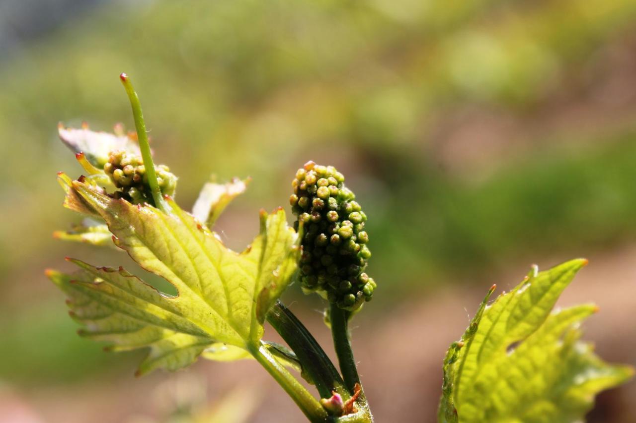 Weingut Matthias Dauns Διαμέρισμα Reil Εξωτερικό φωτογραφία